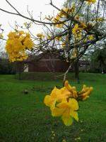 Ipê-Amarelo (Handroanthus albus)<br />Foto: Edith Ester Zago de  Mello 