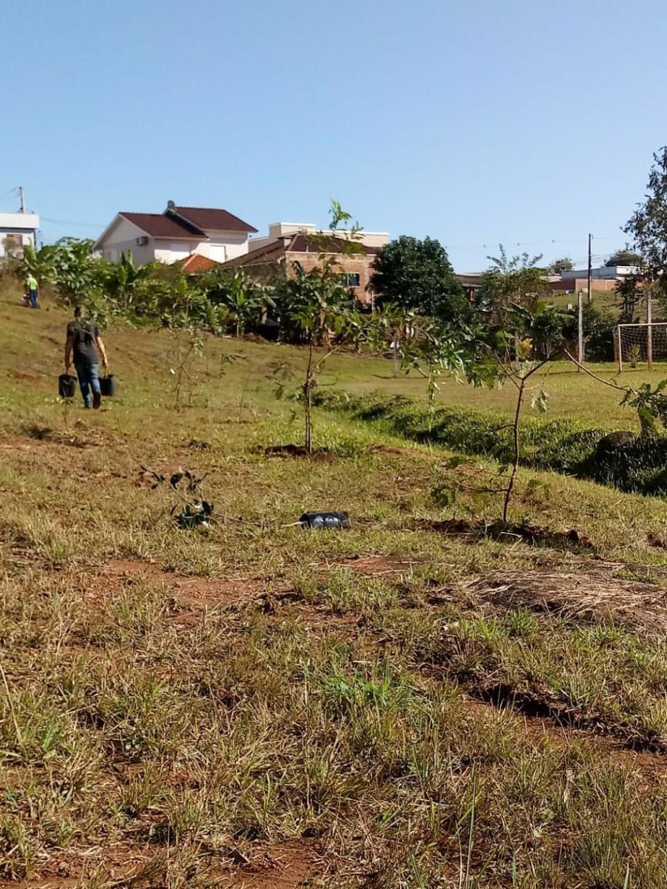 Prefeitura de Lajeado realiza plantio de 50 mudas de rvores frutferas no bairro So Bento
